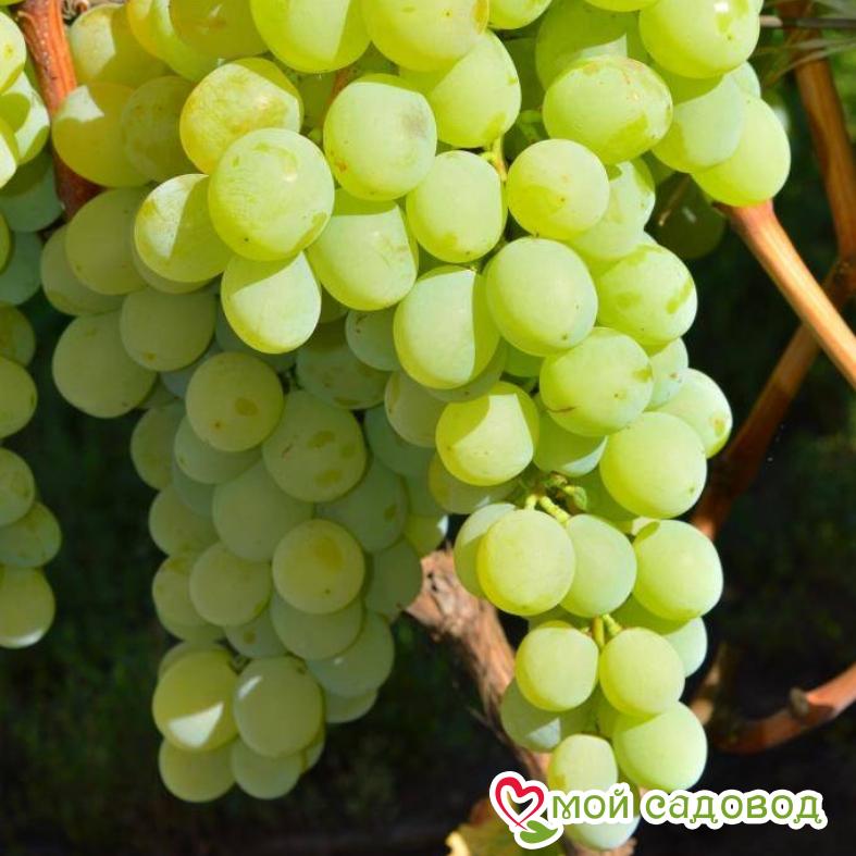 Виноград Антоний Великий