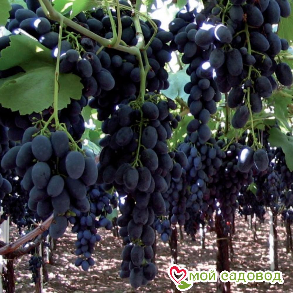 Виноград Магия