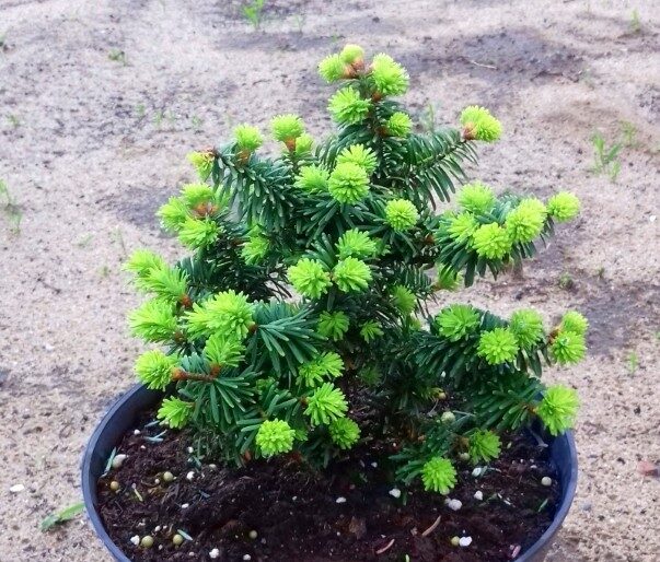 ПИХТА БАЛЬЗАМИЧЕСКАЯ "НАНА"