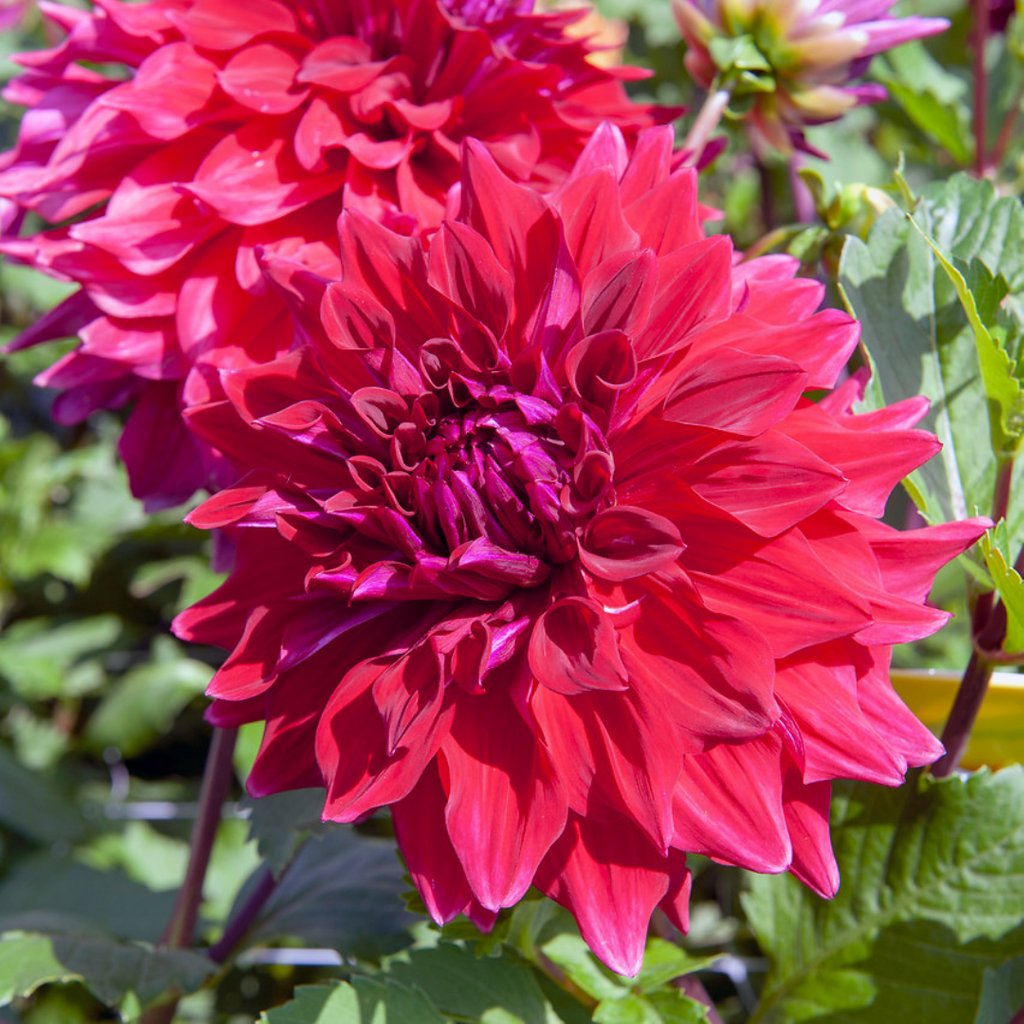 Георгина декоративная Крев Кёр (CREVE COEUR)