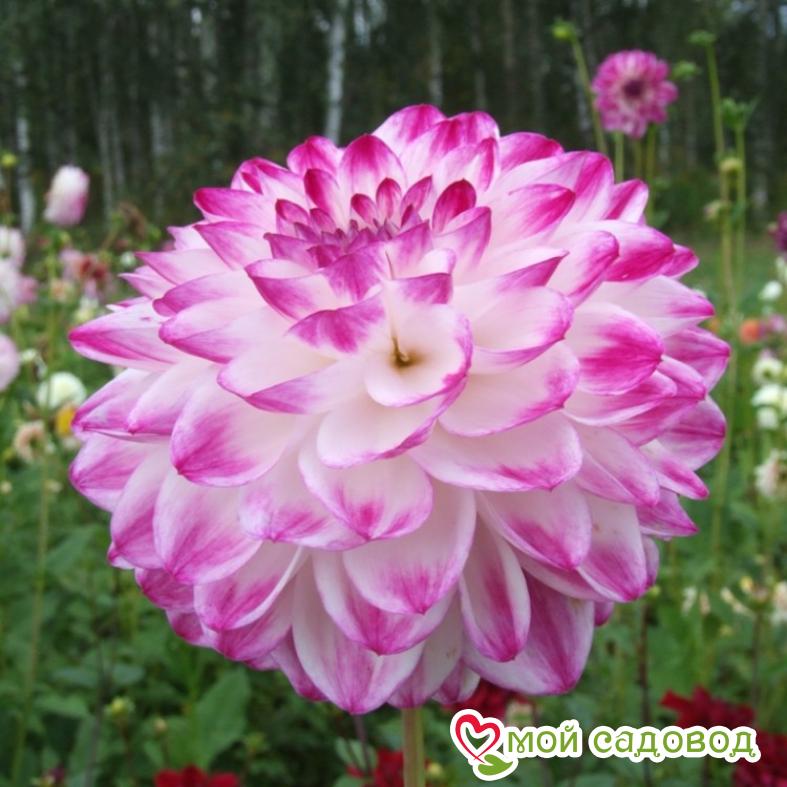 Георгина декоративная Фернклифф Дуо (FERNCLIFF DUO)