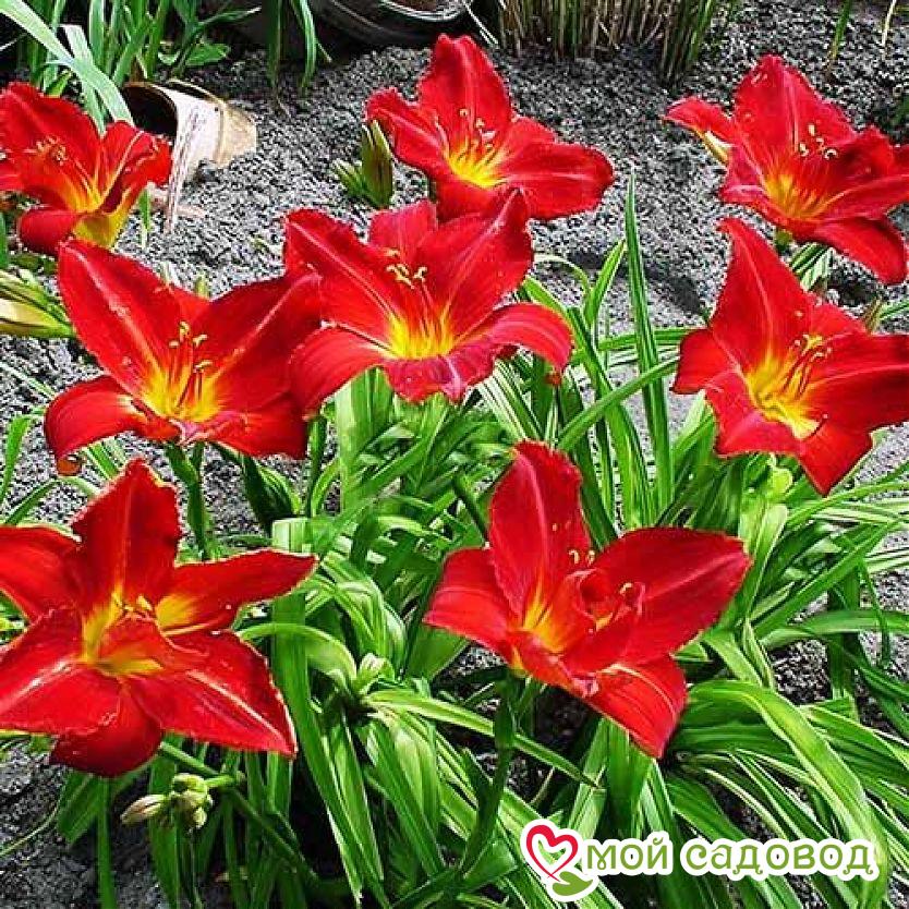 ЛИЛЕЙНИК АМАДЕУС / AMADEUS