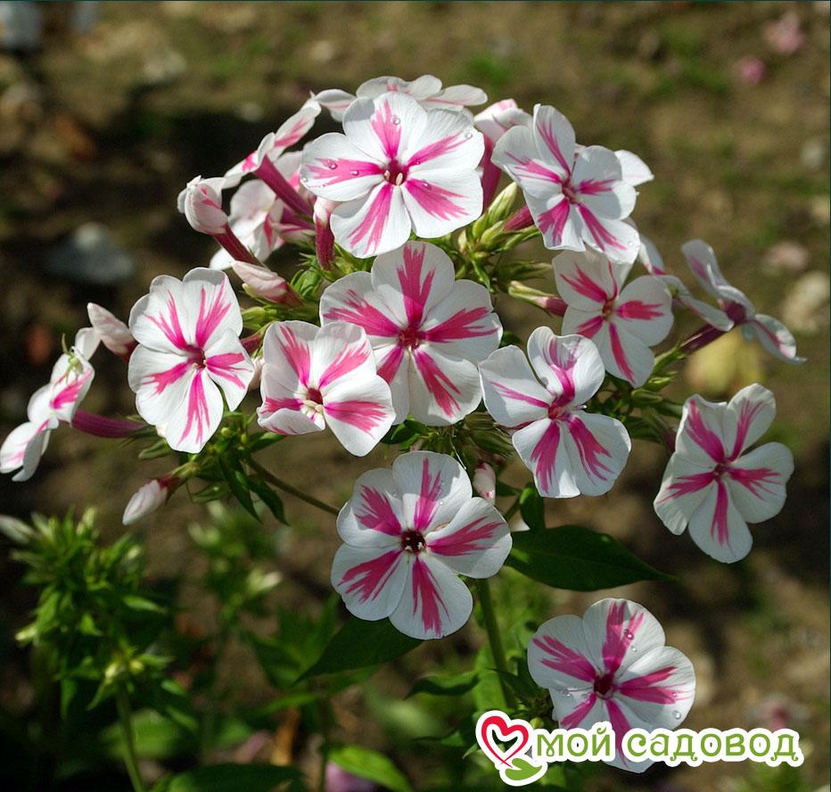 Флокс метельчатый Твистер