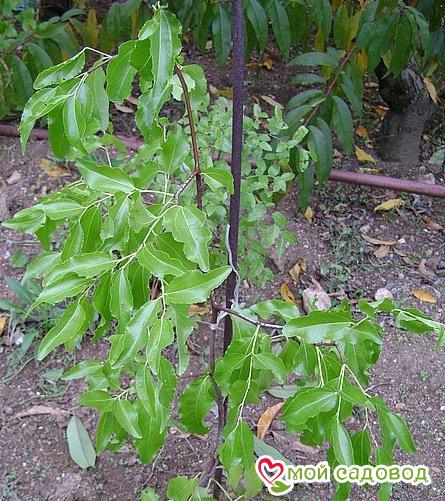 Зизифус Пхивал