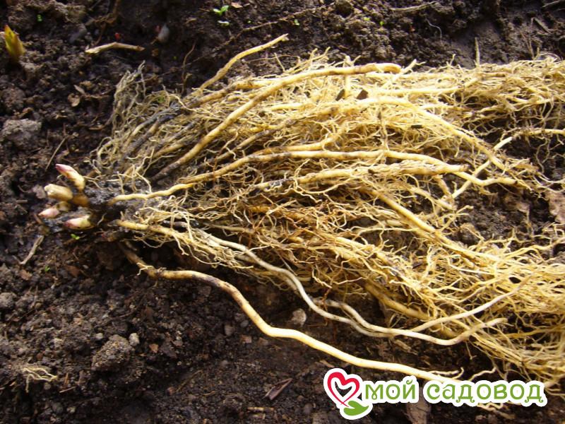 Флокс Вуди Прайд